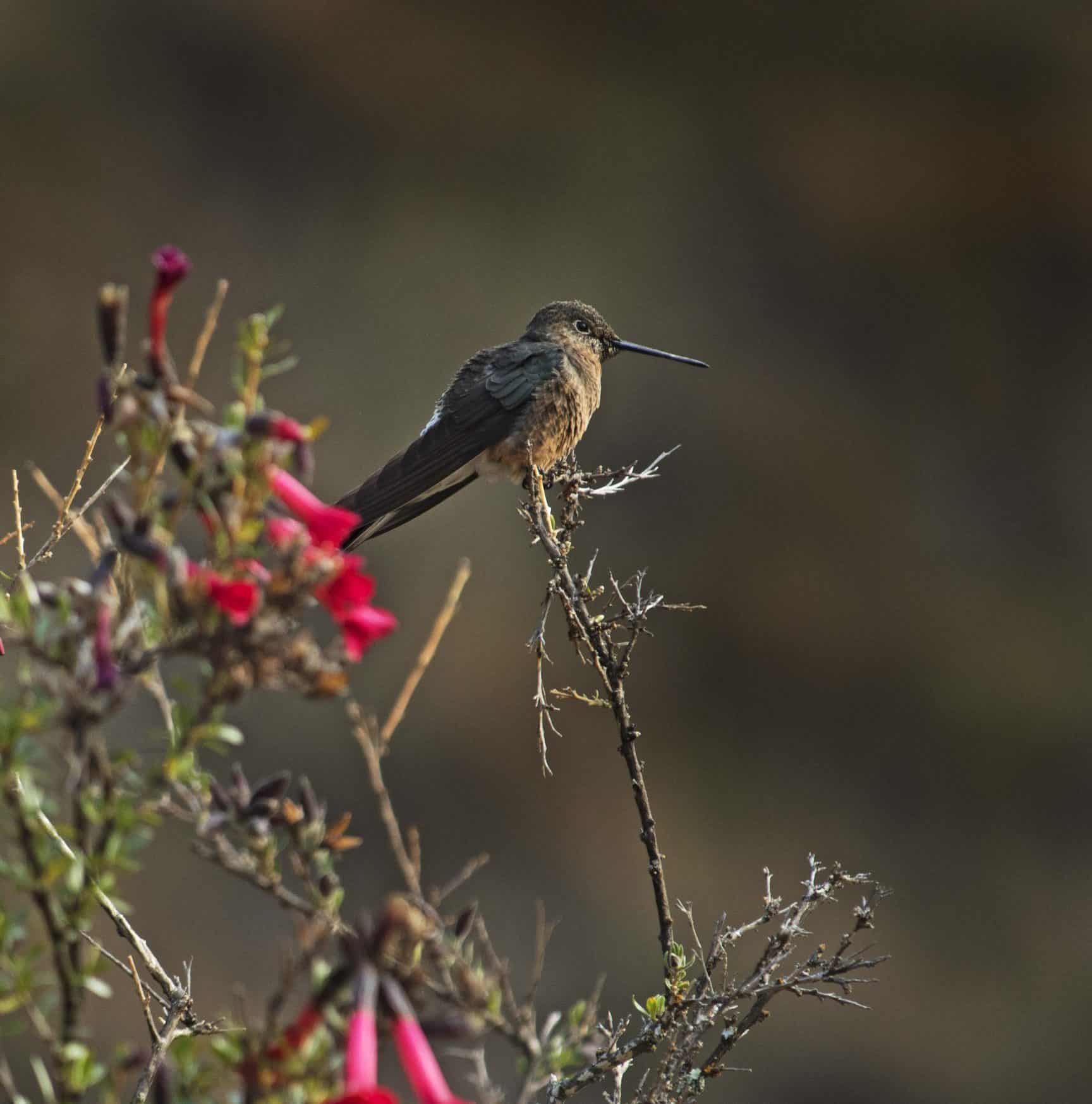 Hummingbird at Las Qolqas garden