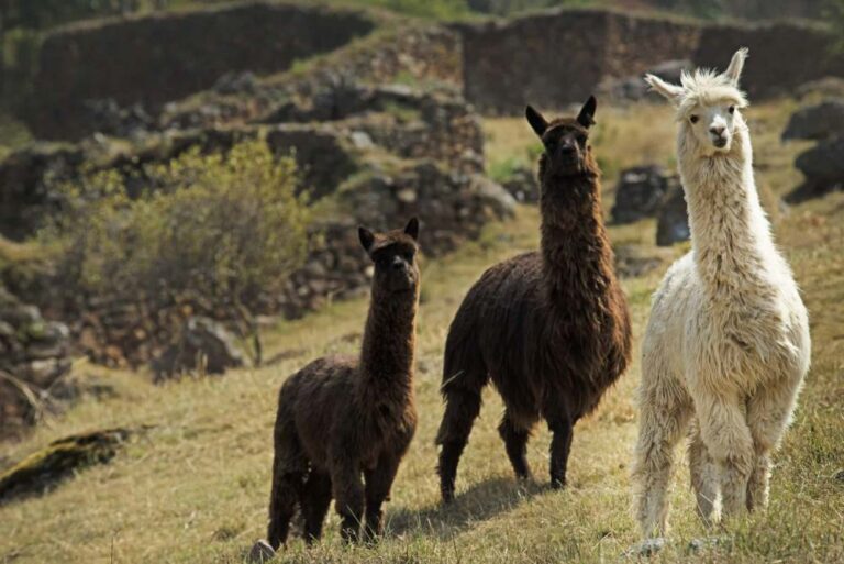 Alpacas in Pumamarca