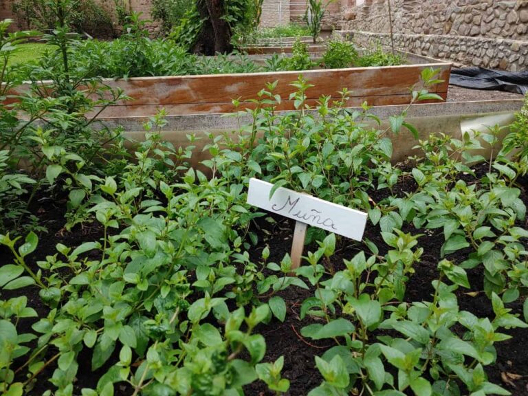 organic orchad at Las qolqas ecolodge